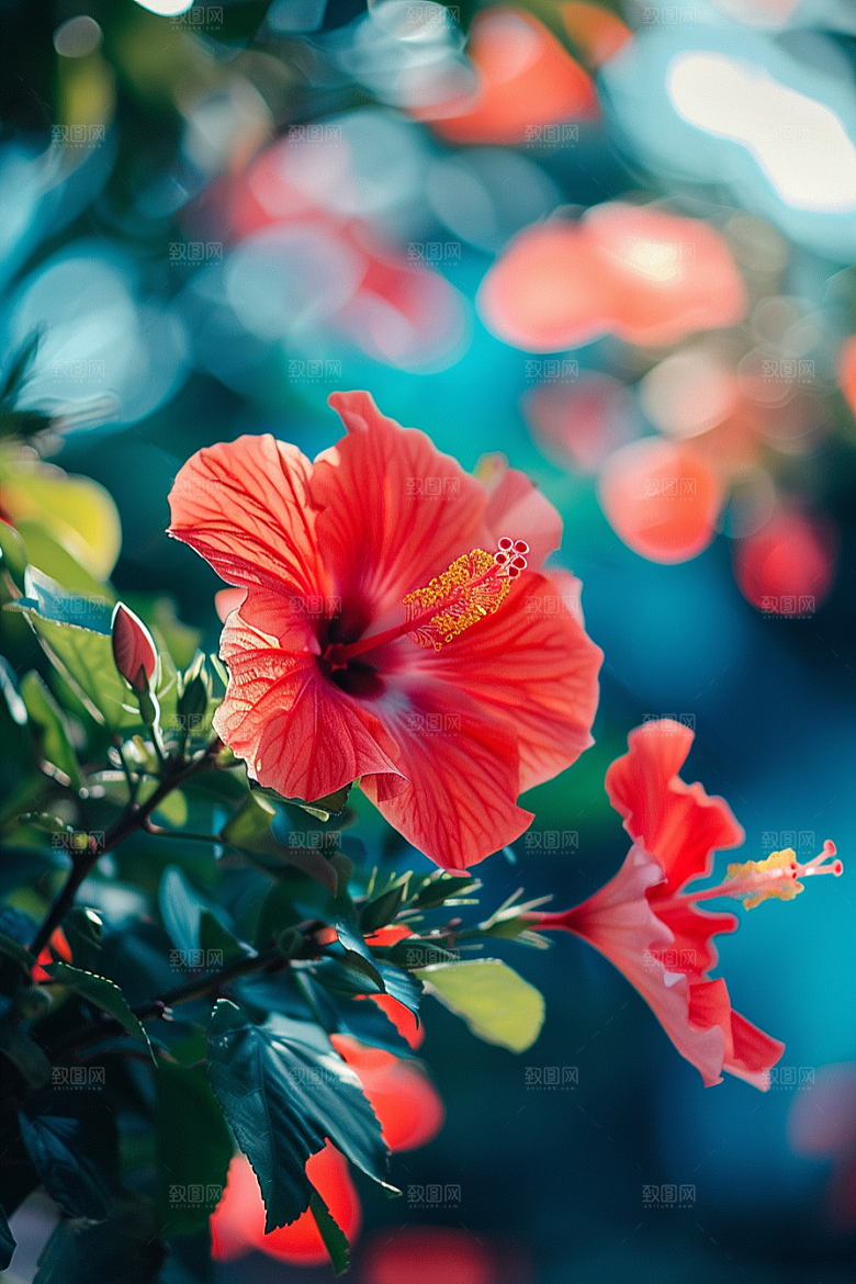 木槿花花朵夏天摄影图