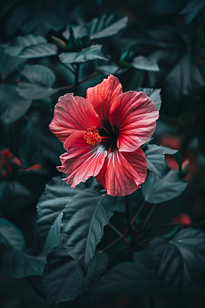 木槿花花卉彩色摄影图