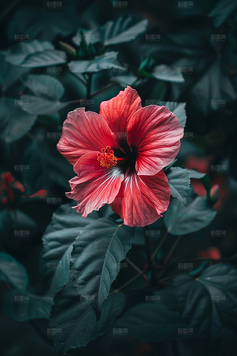 木槿花花卉彩色摄影图