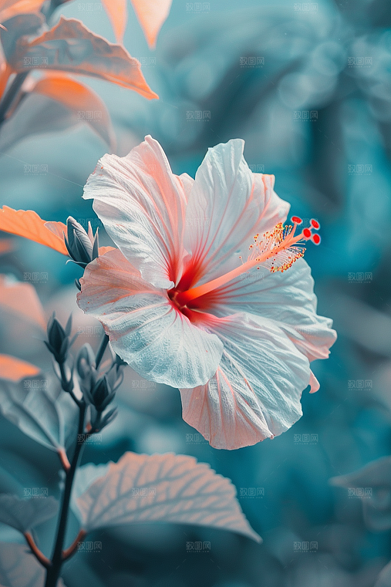 木槿花花卉清新摄影图
