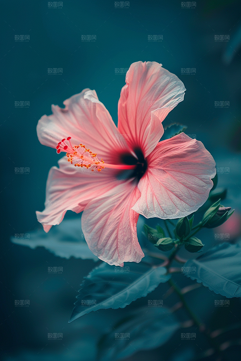 木槿花唯美花卉摄影图