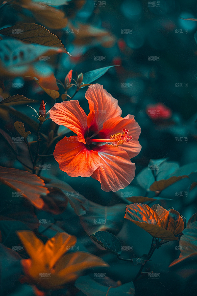 木槿花清新夏天摄影图