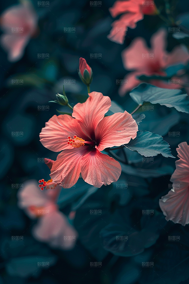 木槿花木棉花卉摄影图