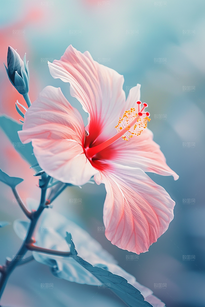 木槿花自然高清摄影图