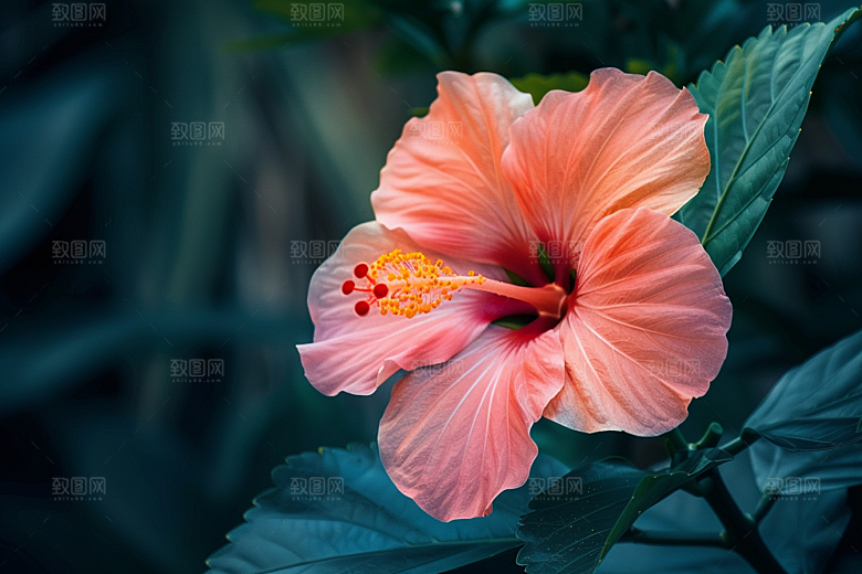 木槿花彩色木棉摄影图