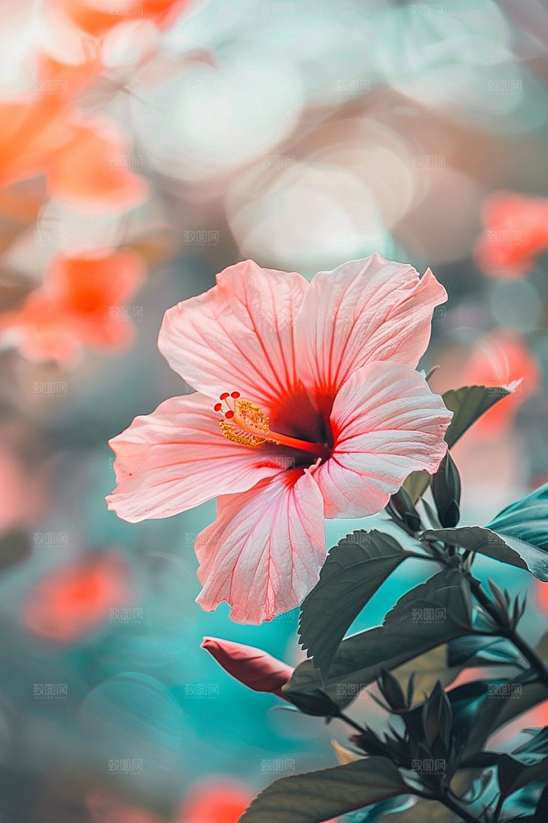 木槿花唯美夏天摄影图