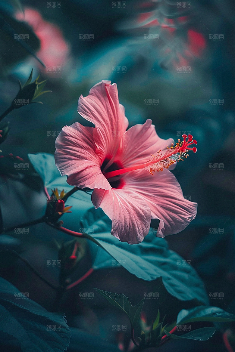 木槿花花卉木棉摄影图