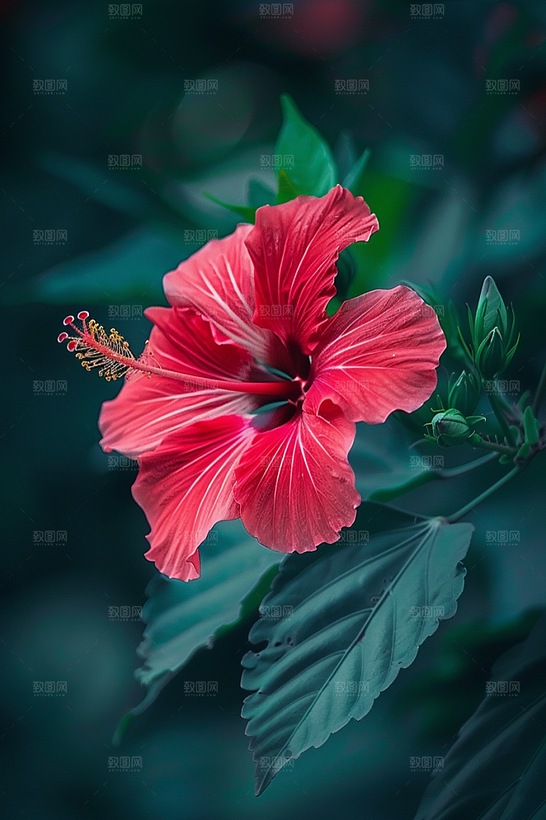 木槿花花卉高清摄影图
