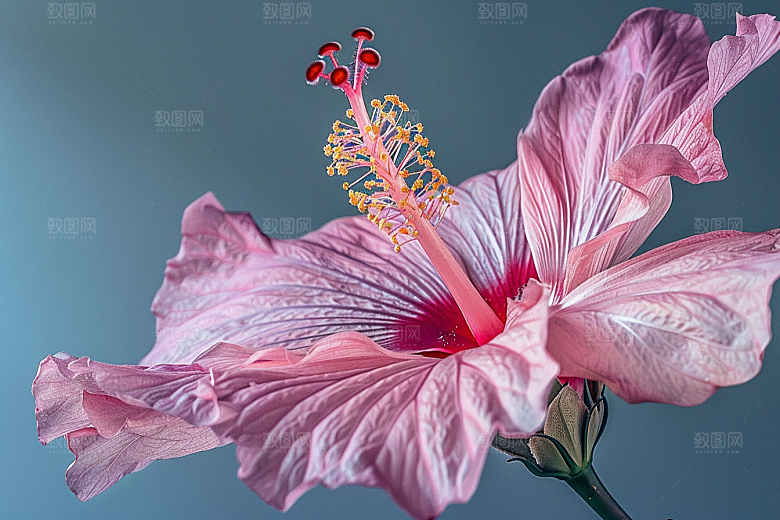 木槿花夏天花朵摄影图
