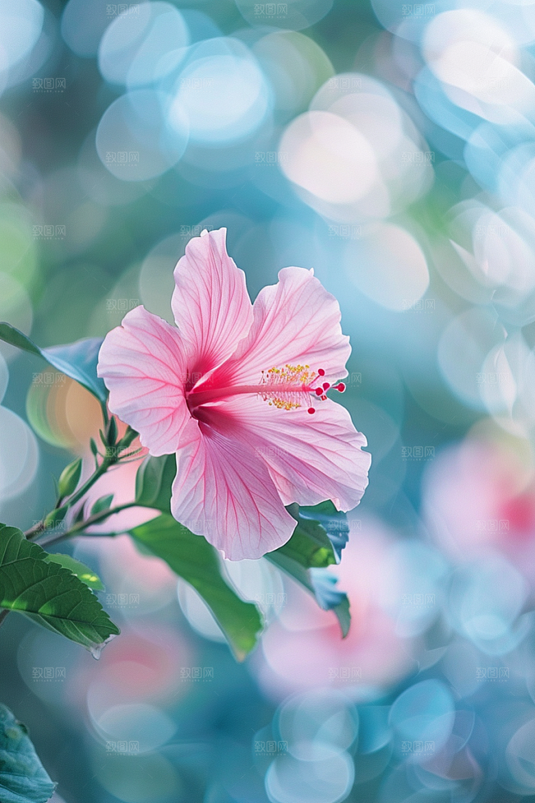 木槿花自然夏季摄影图