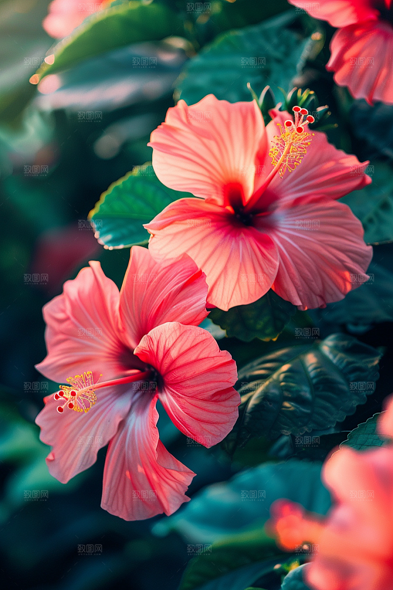 木槿花花卉自然摄影图