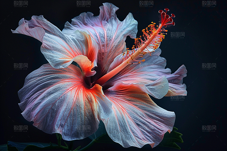 木槿花清新植物摄影图