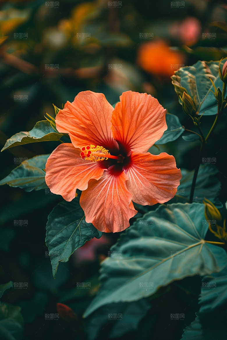 木槿花花朵高清摄影图