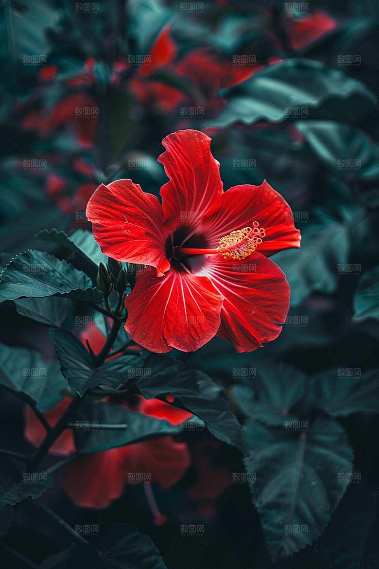 木槿花植物夏天摄影图