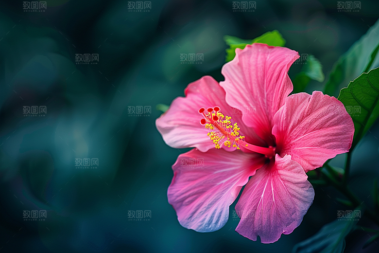 木槿花夏季彩色摄影图