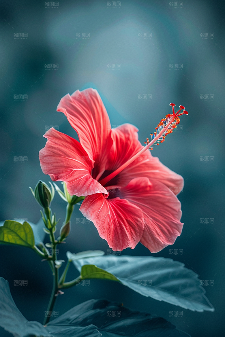木槿花夏天彩色摄影图