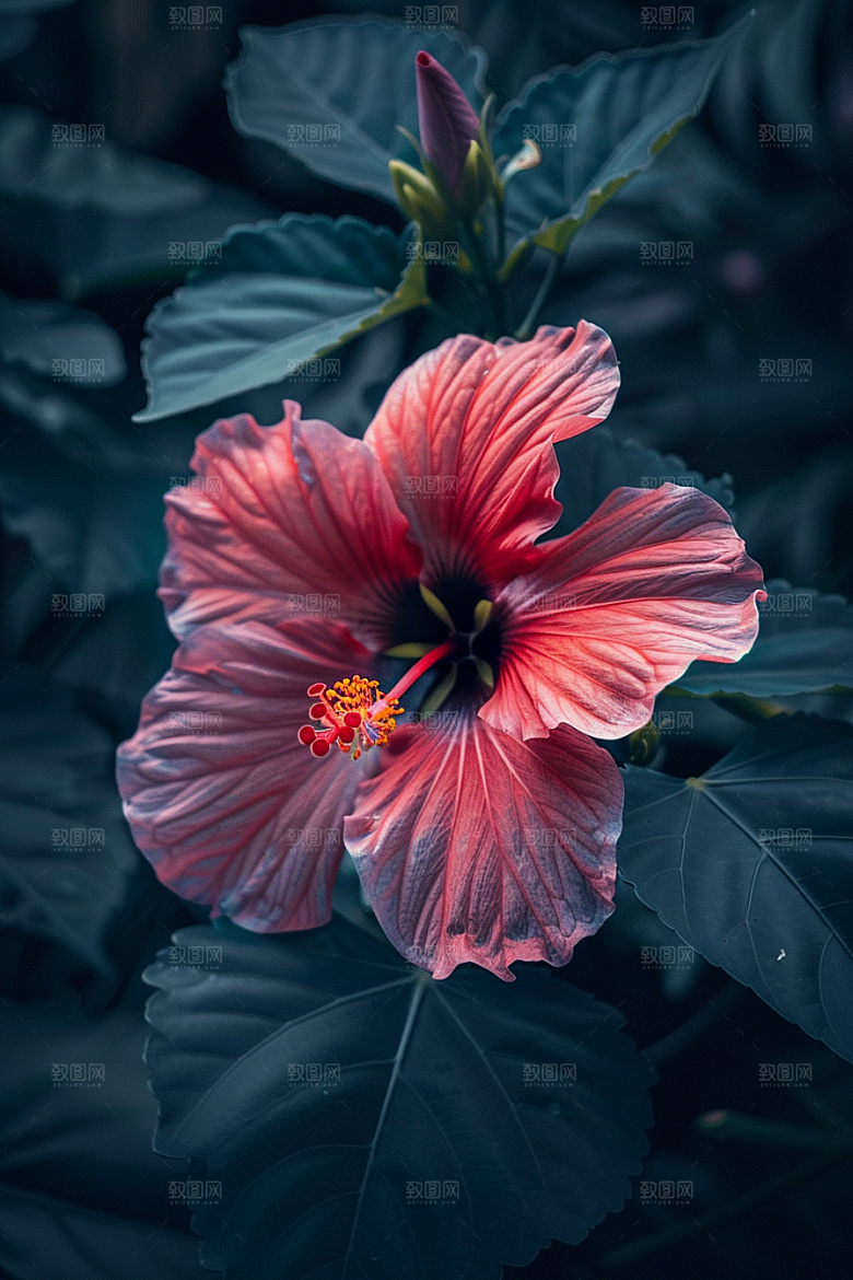 木槿花清新夏天摄影图
