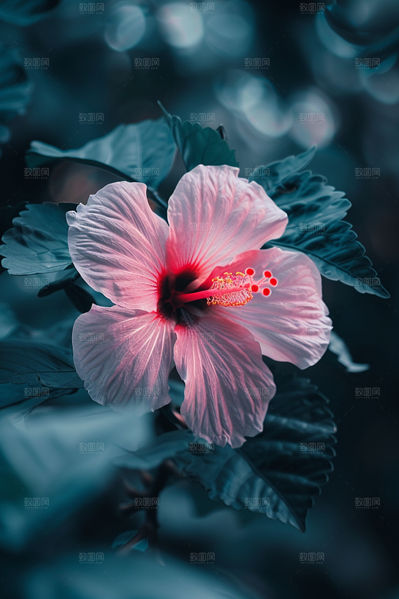 木槿花自然花朵摄影图