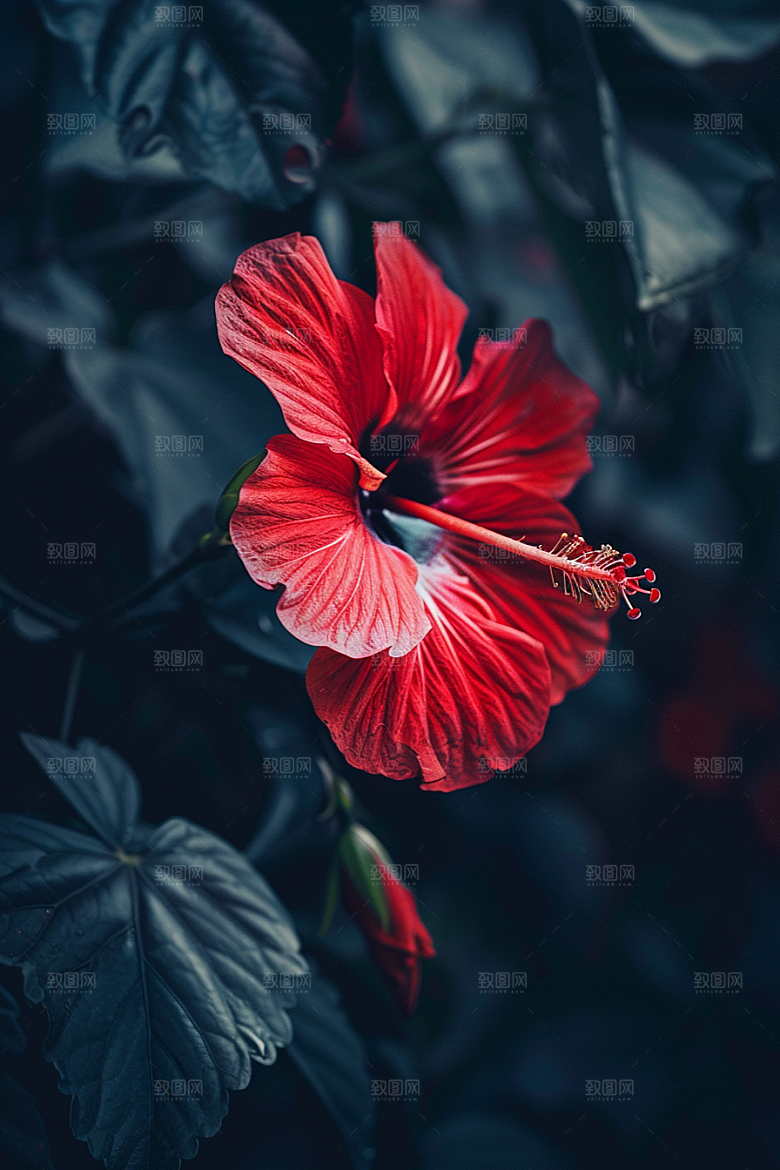 木槿花清新夏天摄影图