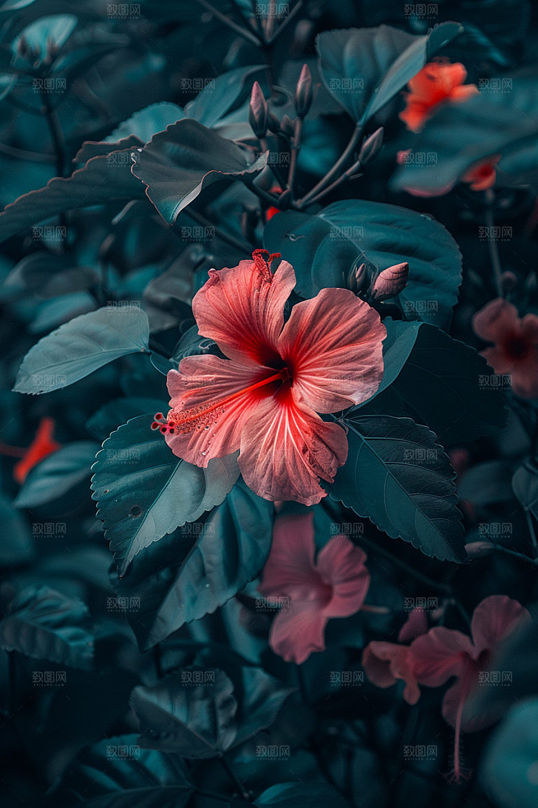 木槿花夏季自然摄影图
