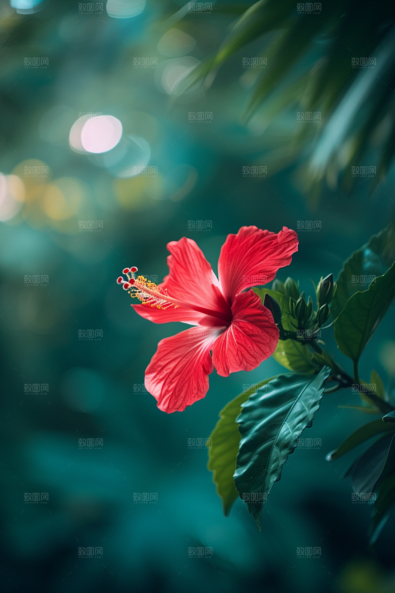 木槿花清新高清摄影图