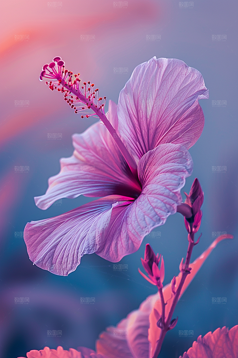木槿花唯美花朵摄影图