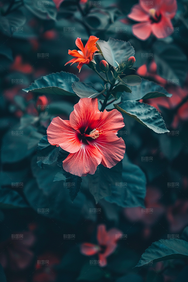 木槿花自然花朵摄影图