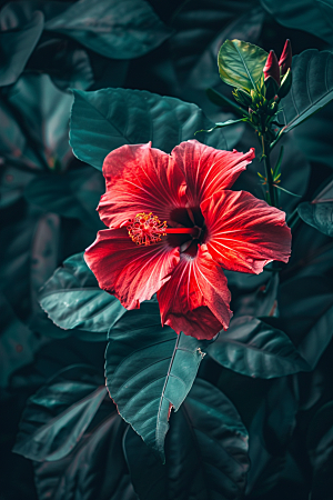 木槿花夏天夏季摄影图