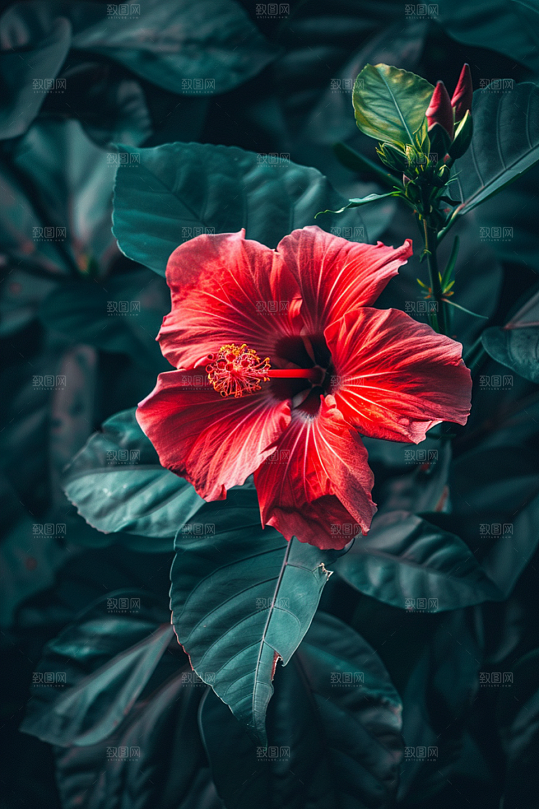 木槿花夏天夏季摄影图