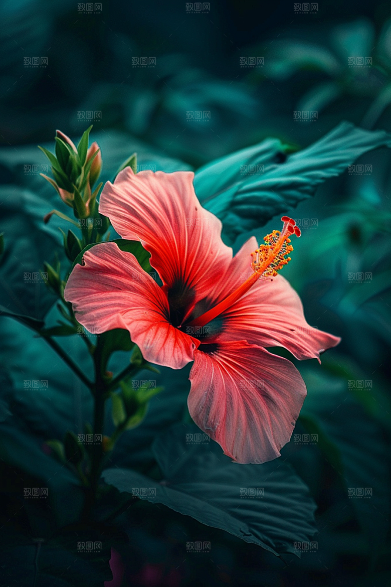 木槿花清新花朵摄影图