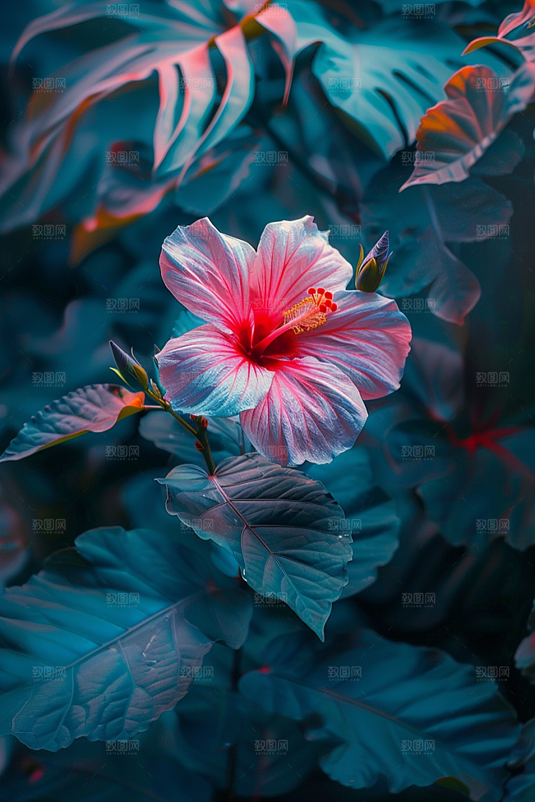 木槿花清新夏季摄影图