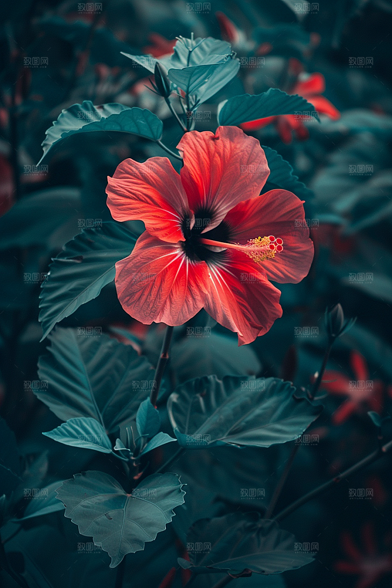 木槿花花朵自然摄影图