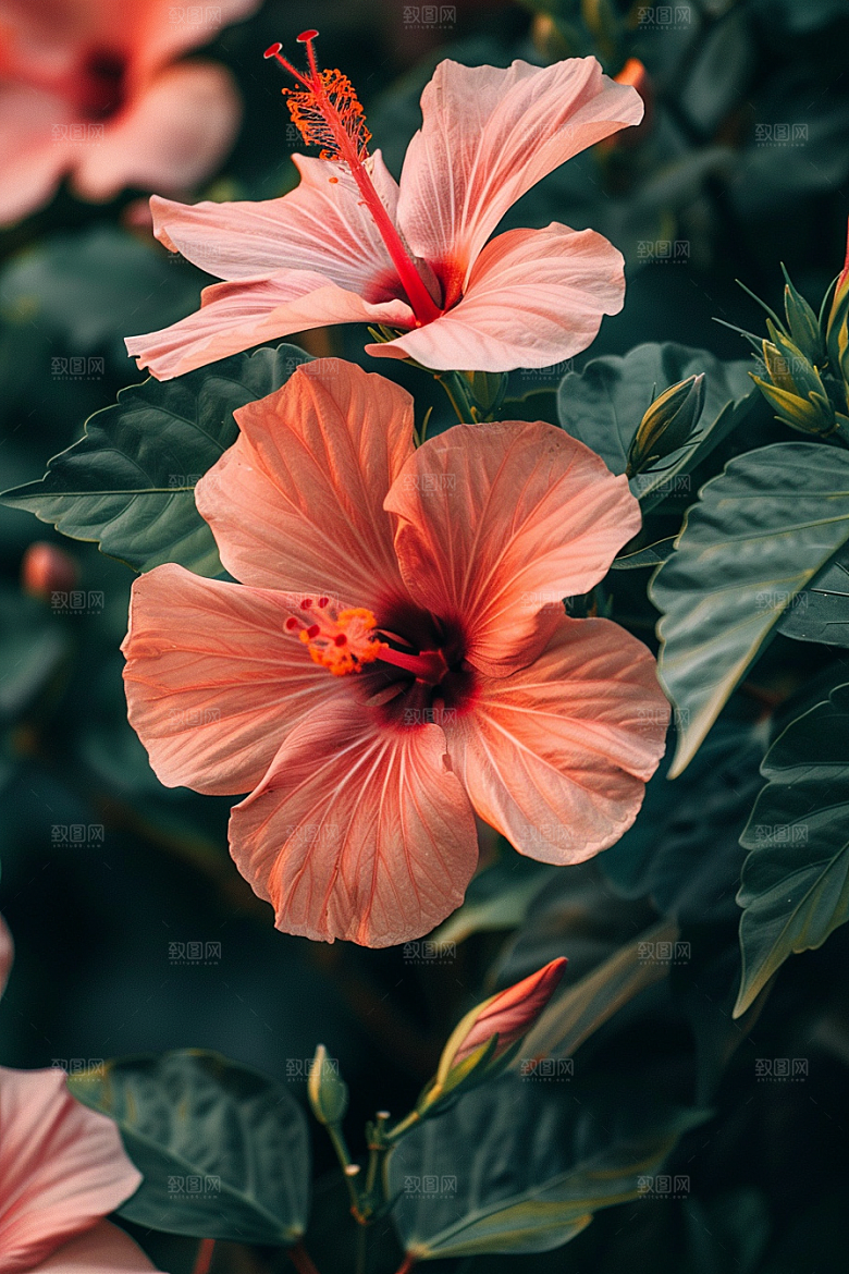 木槿花木棉植物摄影图