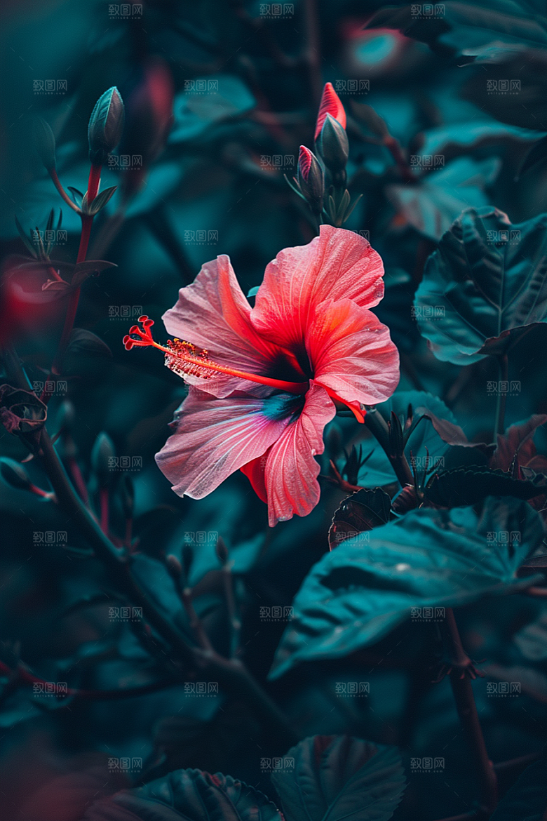 木槿花高清彩色摄影图
