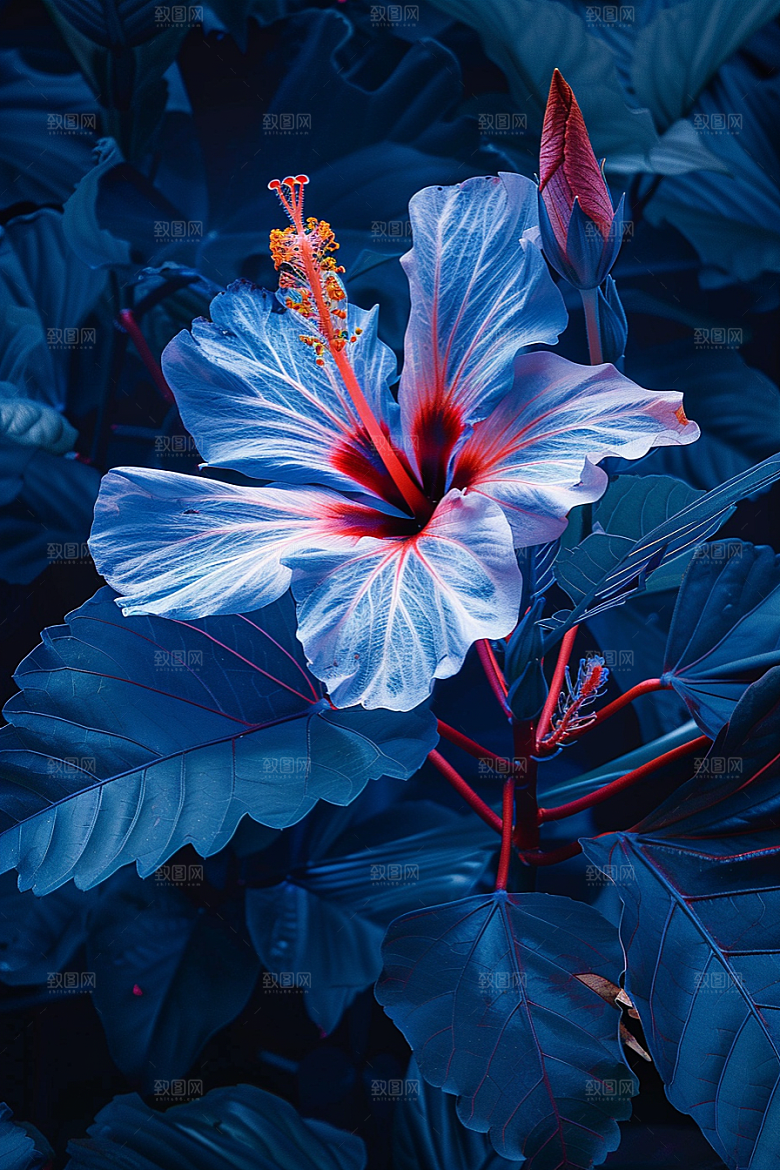 木槿花夏天夏季摄影图