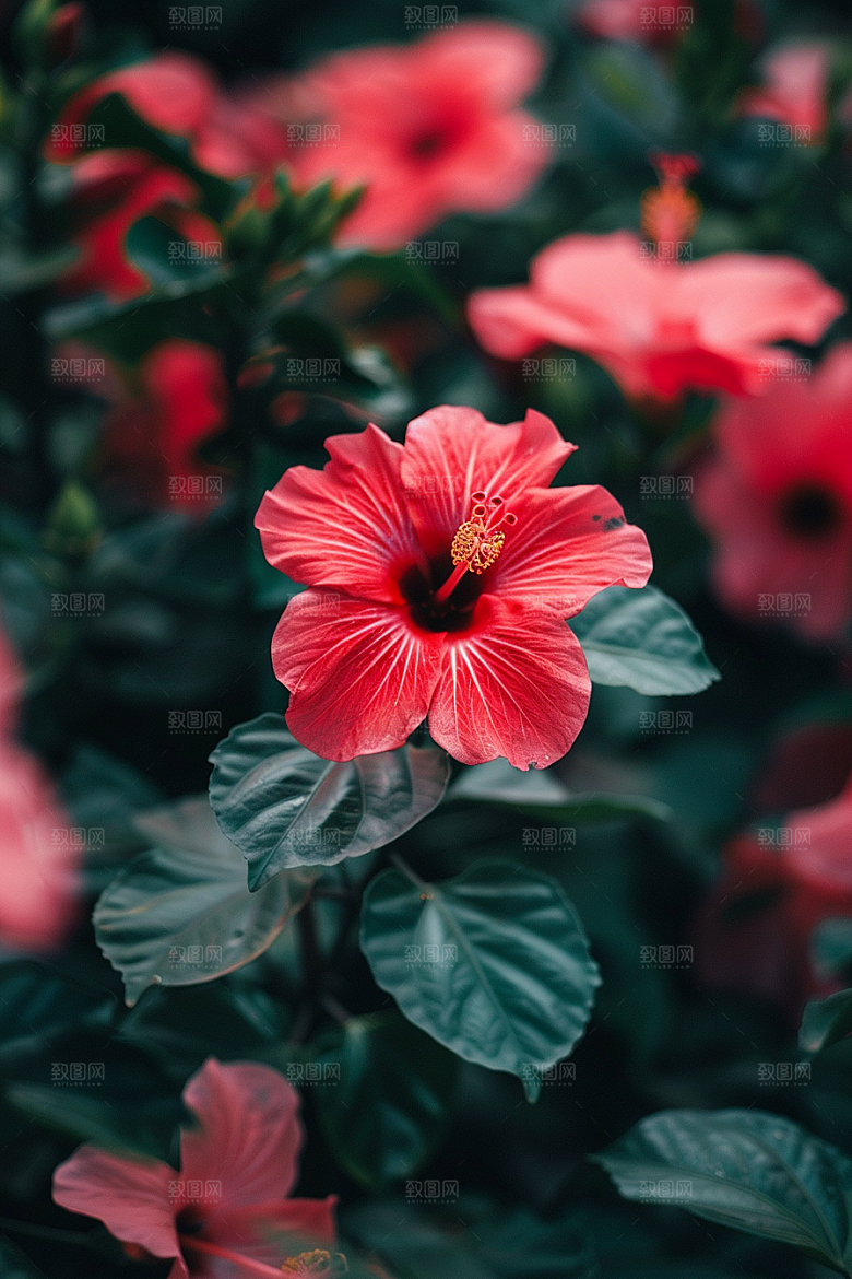木槿花植物清新摄影图