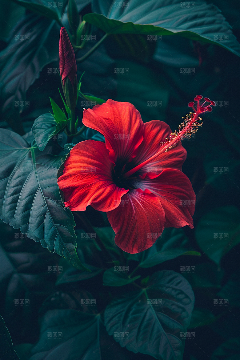 木槿花清新木棉摄影图