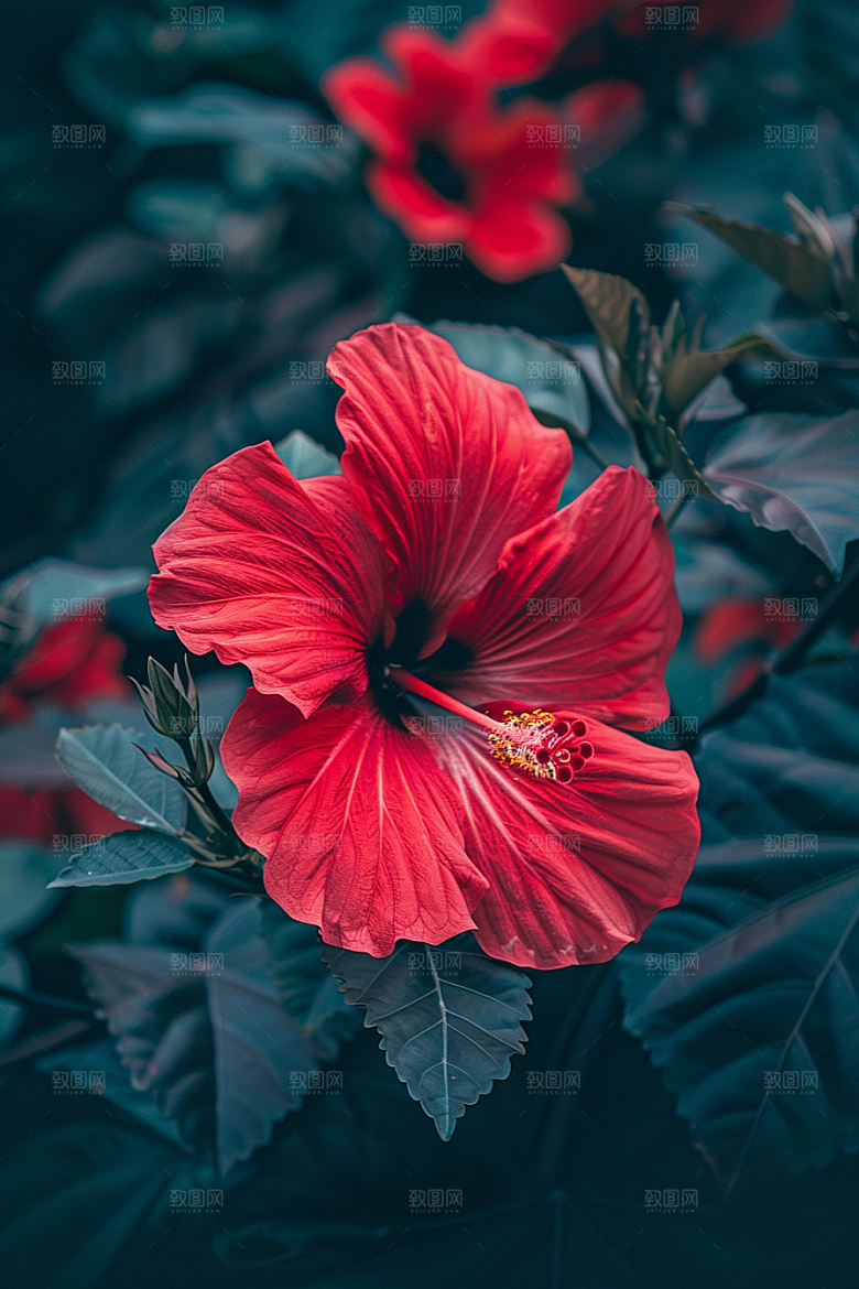 木槿花木棉花卉摄影图