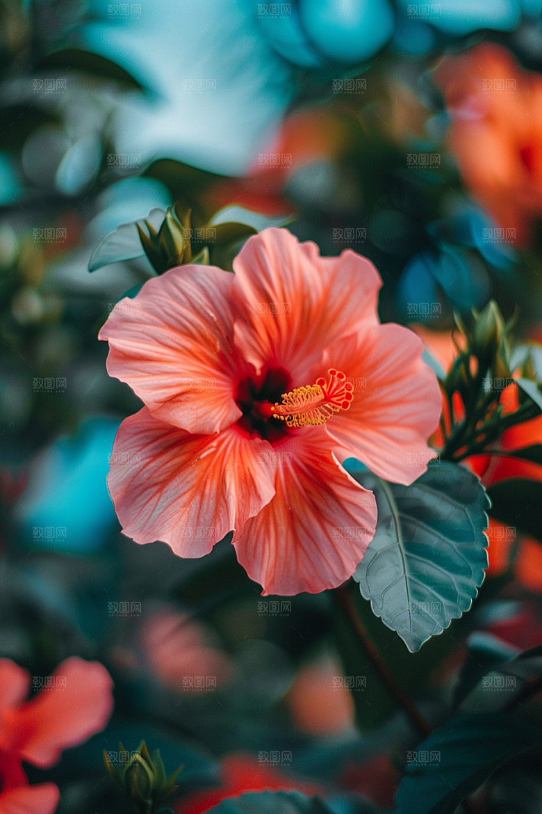 木槿花木棉自然摄影图