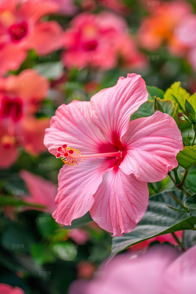 木槿花夏天清新摄影图