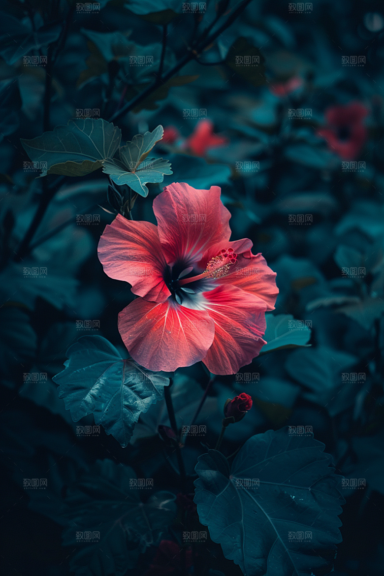 木槿花花卉夏季摄影图