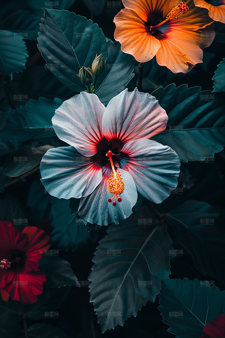 木槿花自然清新摄影图