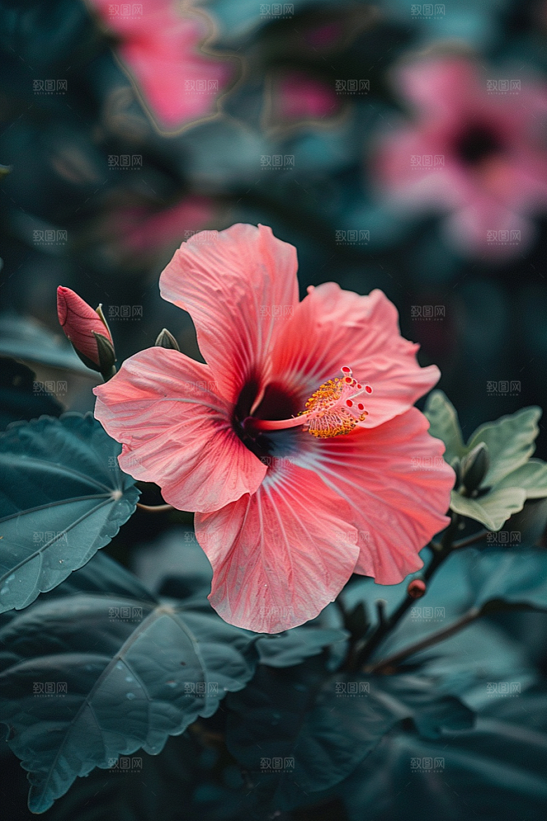 木槿花花朵花卉摄影图