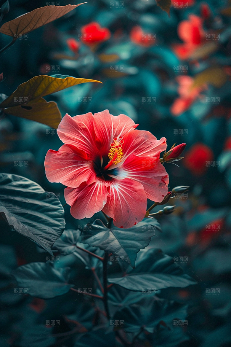 木槿花木棉自然摄影图