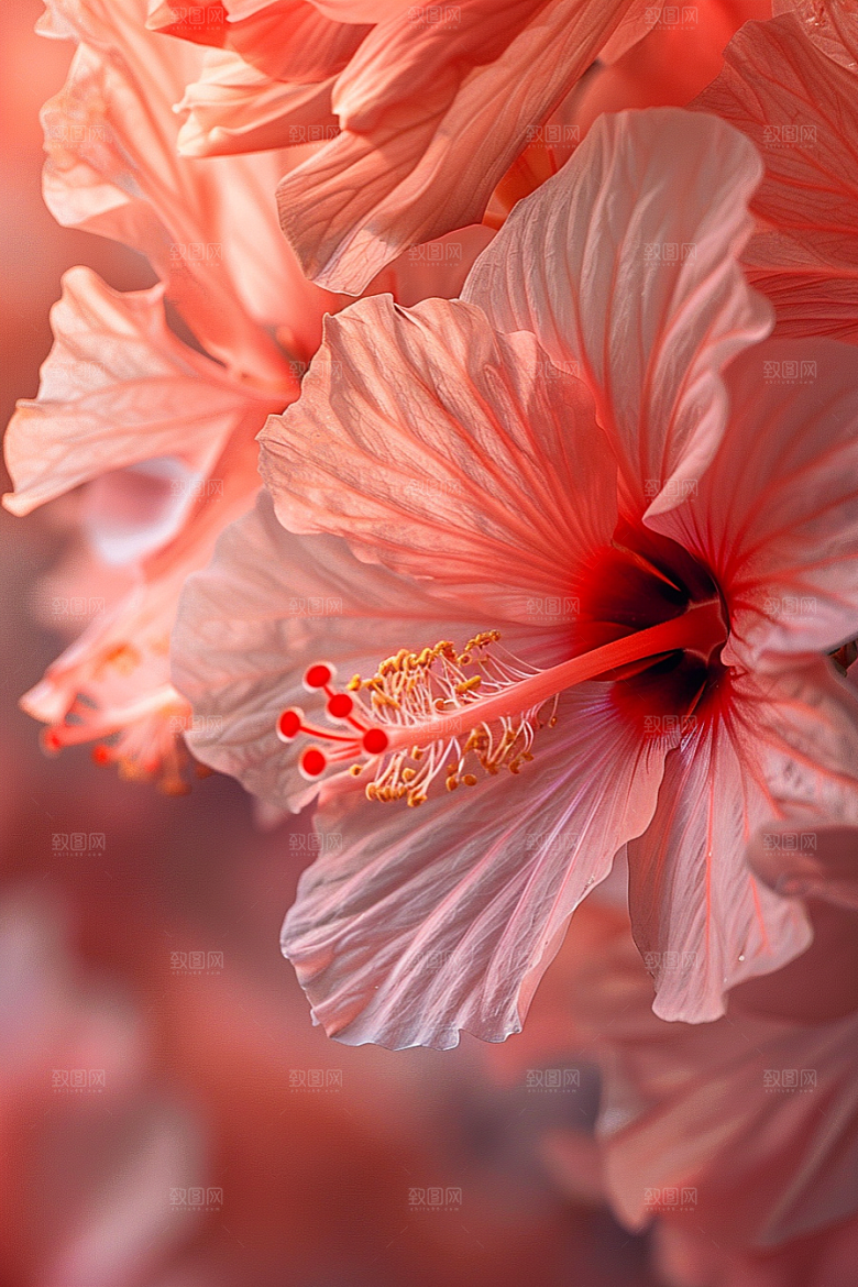 木槿花花卉自然摄影图