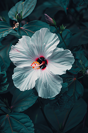 木槿花夏季清新摄影图
