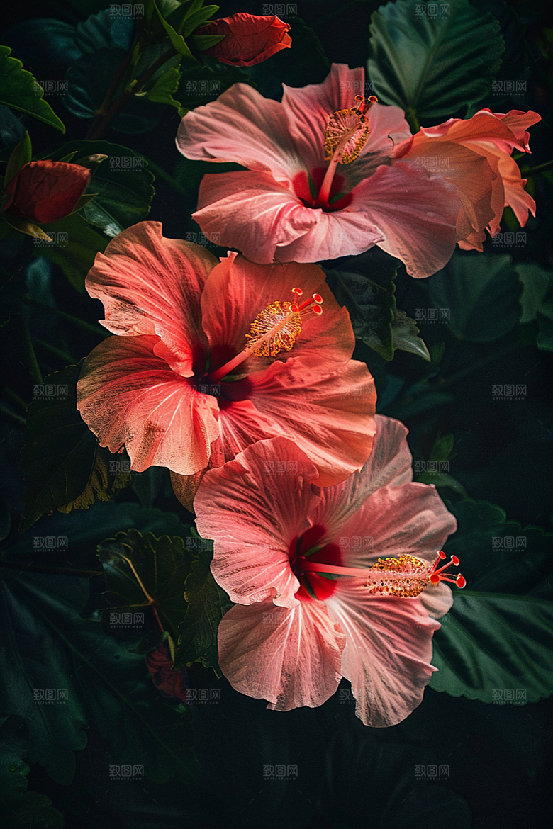 木槿花花朵木棉摄影图