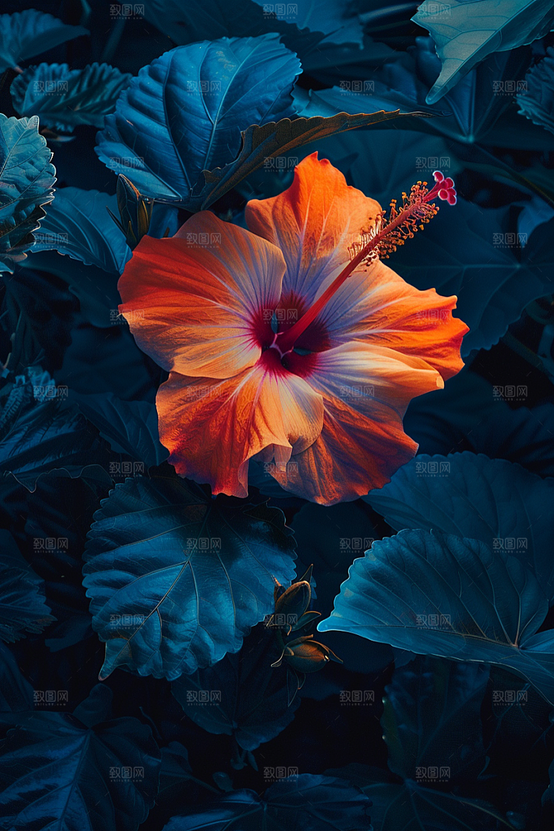 木槿花花朵自然摄影图