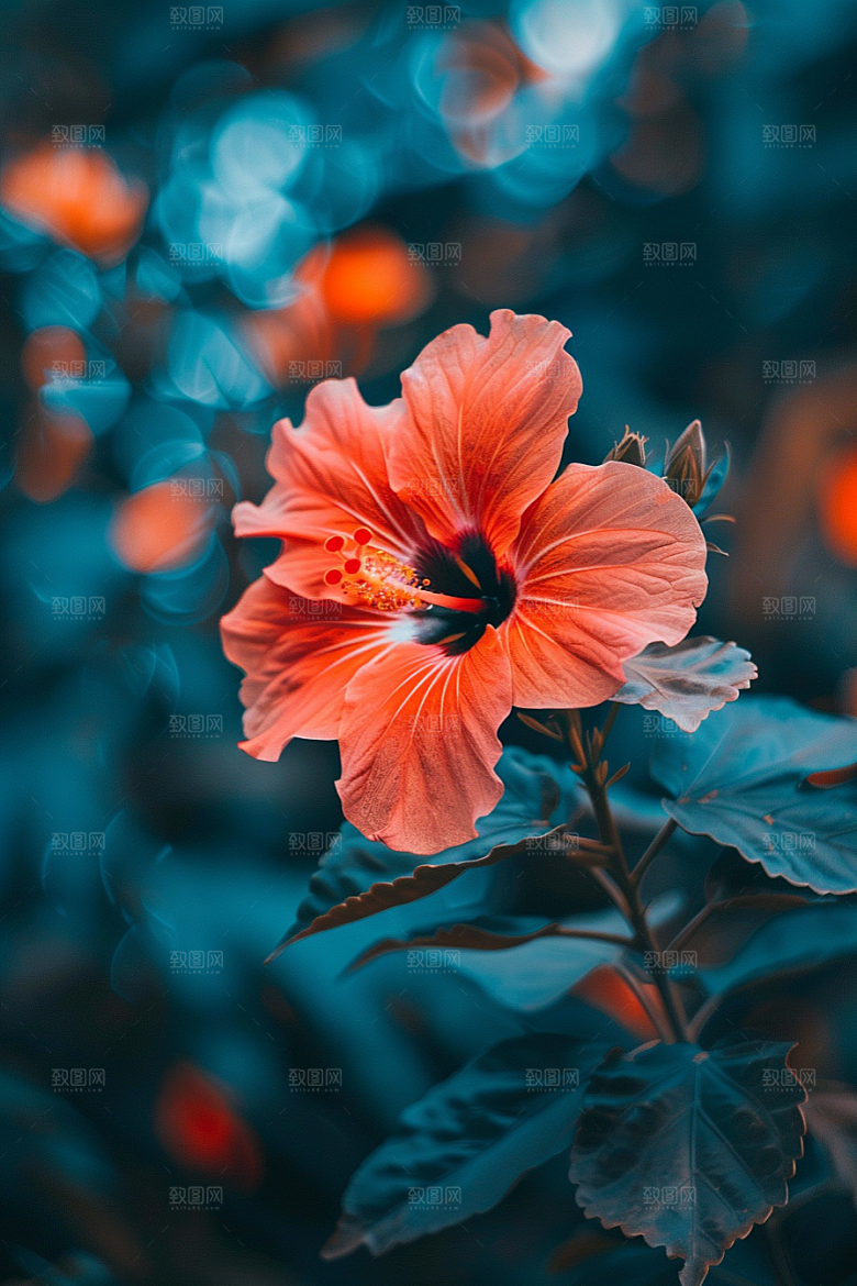 木槿花清新植物摄影图