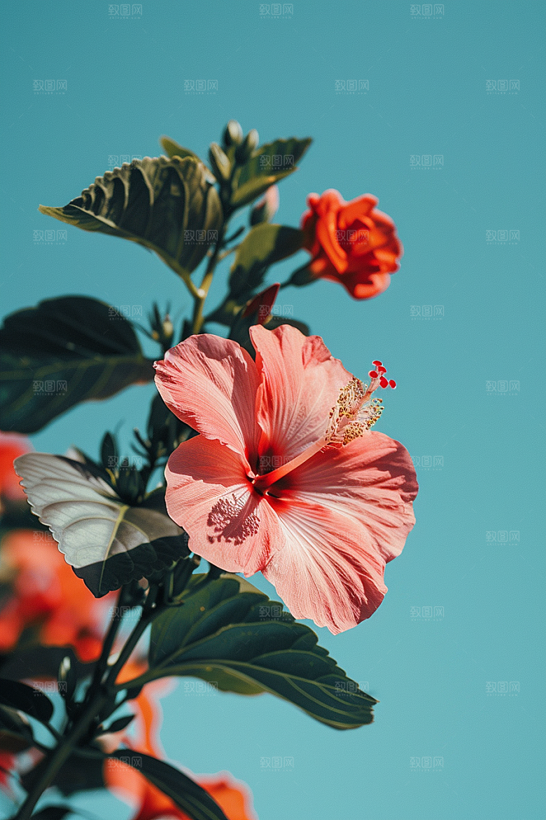 木槿花唯美夏季摄影图